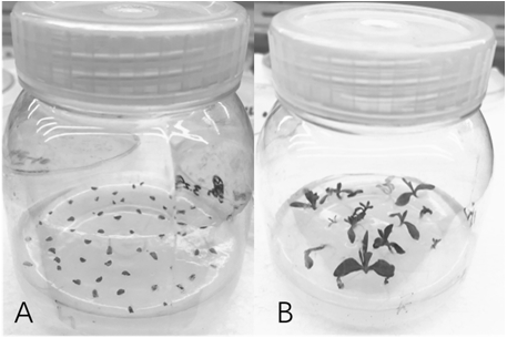 Method for obtaining interspecific filial generation of dianthus superbus and dianthus caryophyllus through embryo rescue