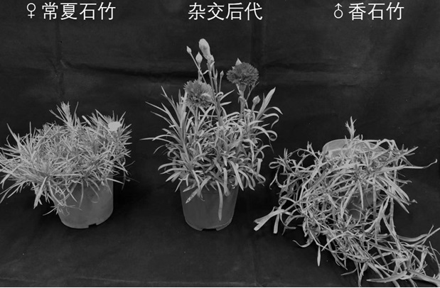 Method for obtaining interspecific filial generation of dianthus superbus and dianthus caryophyllus through embryo rescue