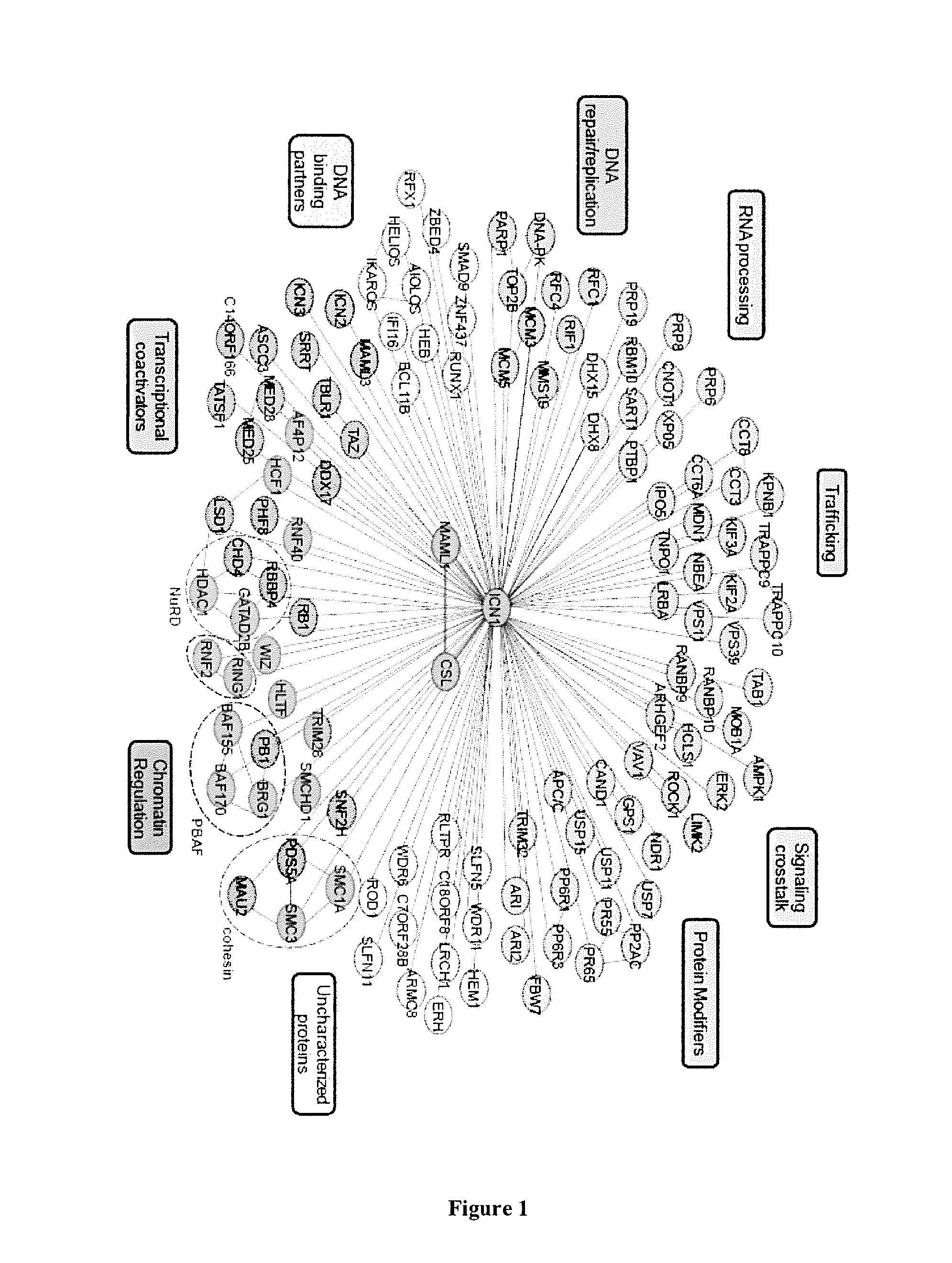 Method for Screening a Compound Capable of Inhibiting the Notch1 Transcriptional Activity