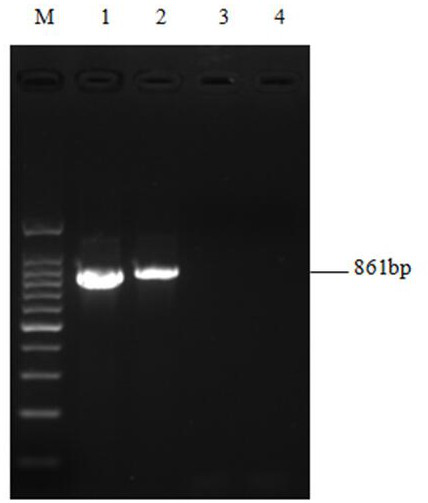 Pepper vein mottle virus multi-gene joint detection and identification method