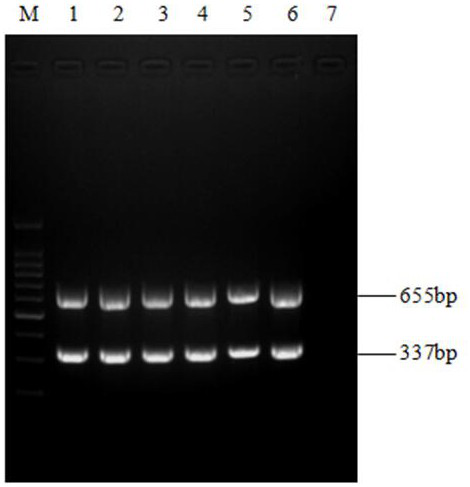 Pepper vein mottle virus multi-gene joint detection and identification method
