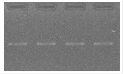 Fluorescent dye and electrophoresis PCR (Polymerase Chain Reaction) dual-purpose buffer solution