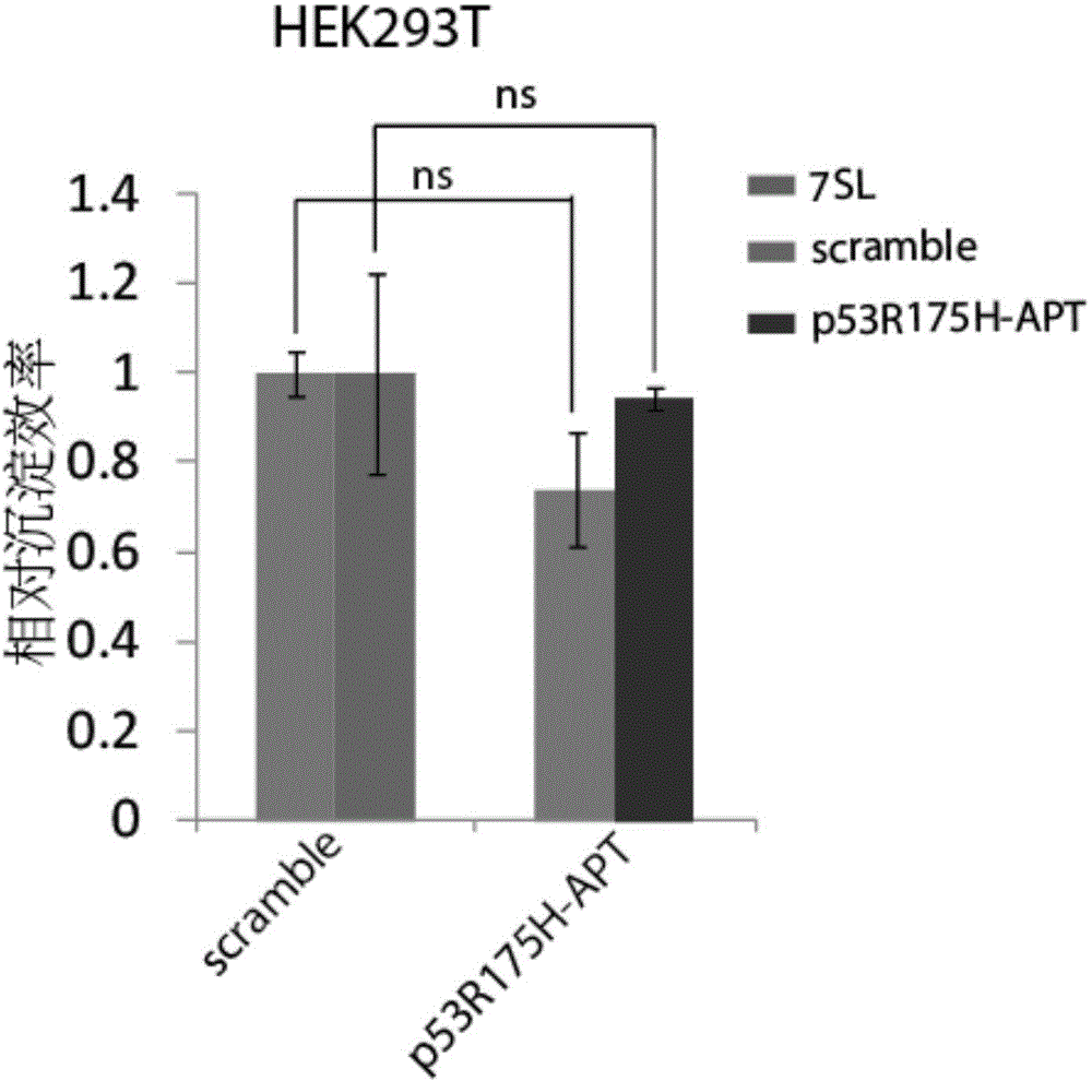 P53R175H specific nucleic acid aptamer and screening method and use thereof