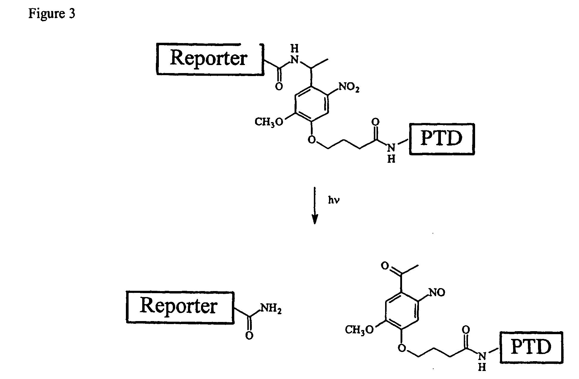 Cell-permeable enzyme activation reporter that can be loaded in a high throughput and gentle manner
