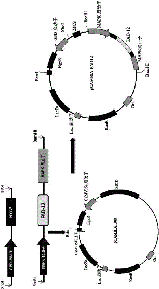 Rhodosporidium toruloides for producing linoleic acid and linolenic acid and preparing method thereof
