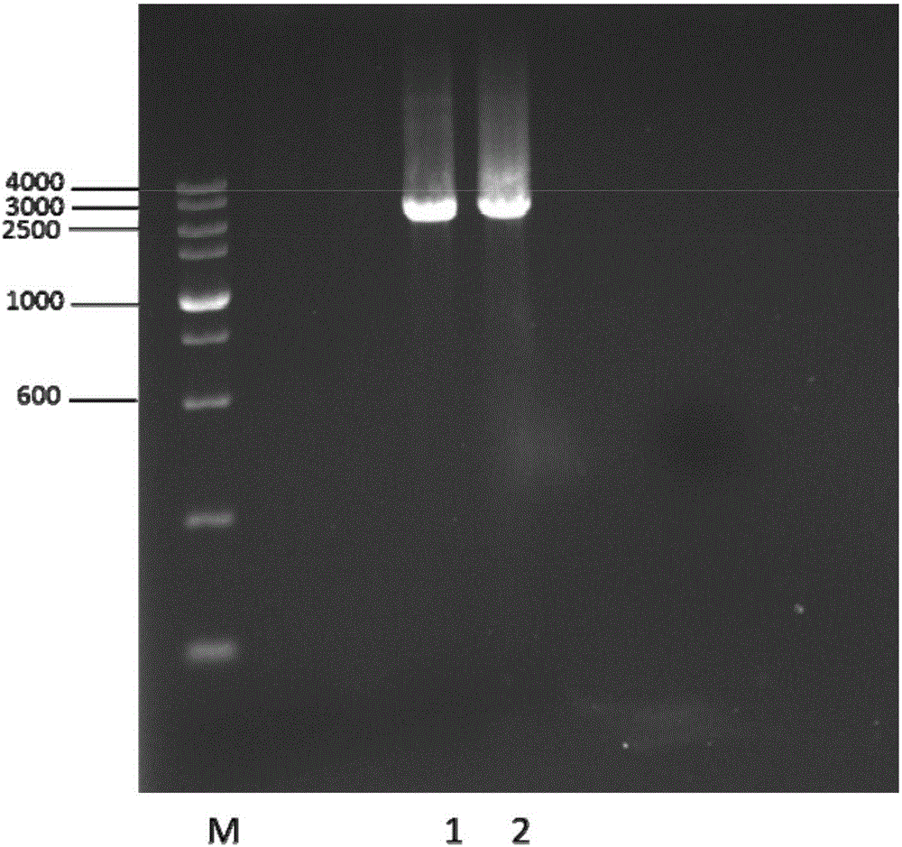 Rhodosporidium toruloides for producing linoleic acid and linolenic acid and preparing method thereof