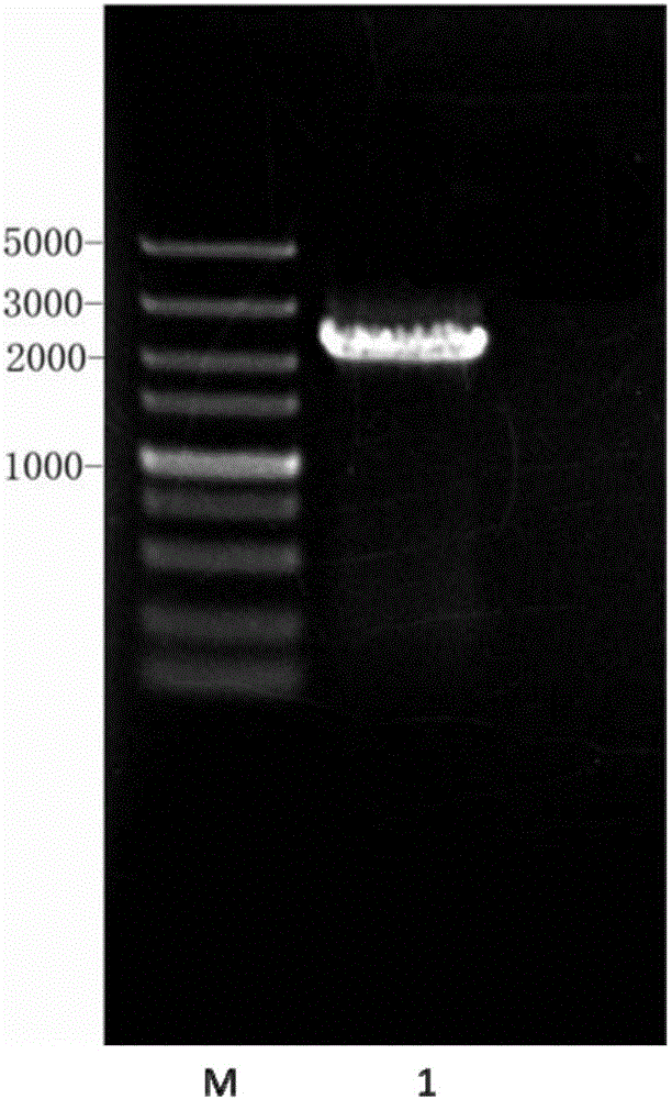 Rhodosporidium toruloides for producing linoleic acid and linolenic acid and preparing method thereof