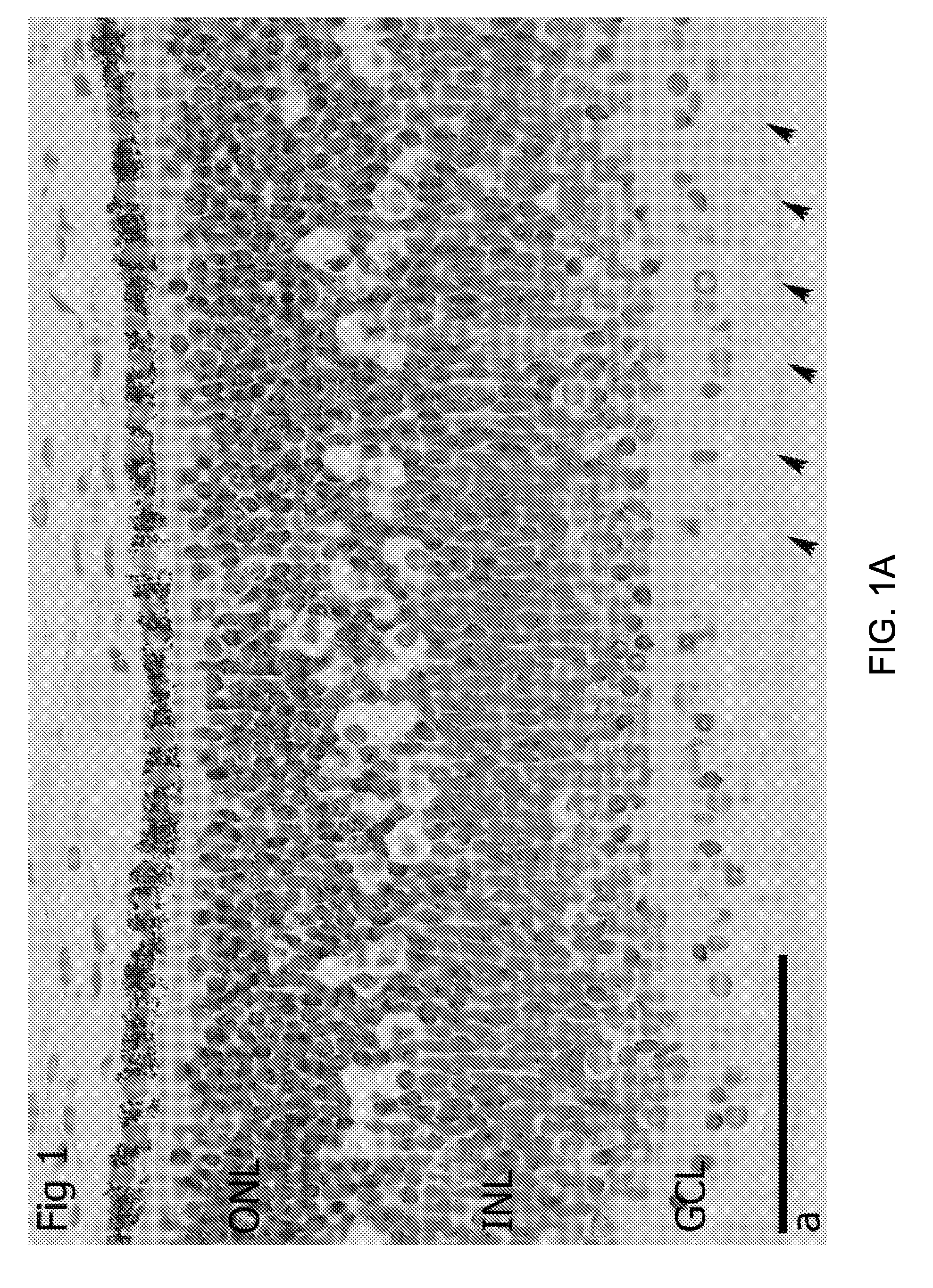 Low oxygen culture conditions for maintaining retinal progenitor cell multipotency