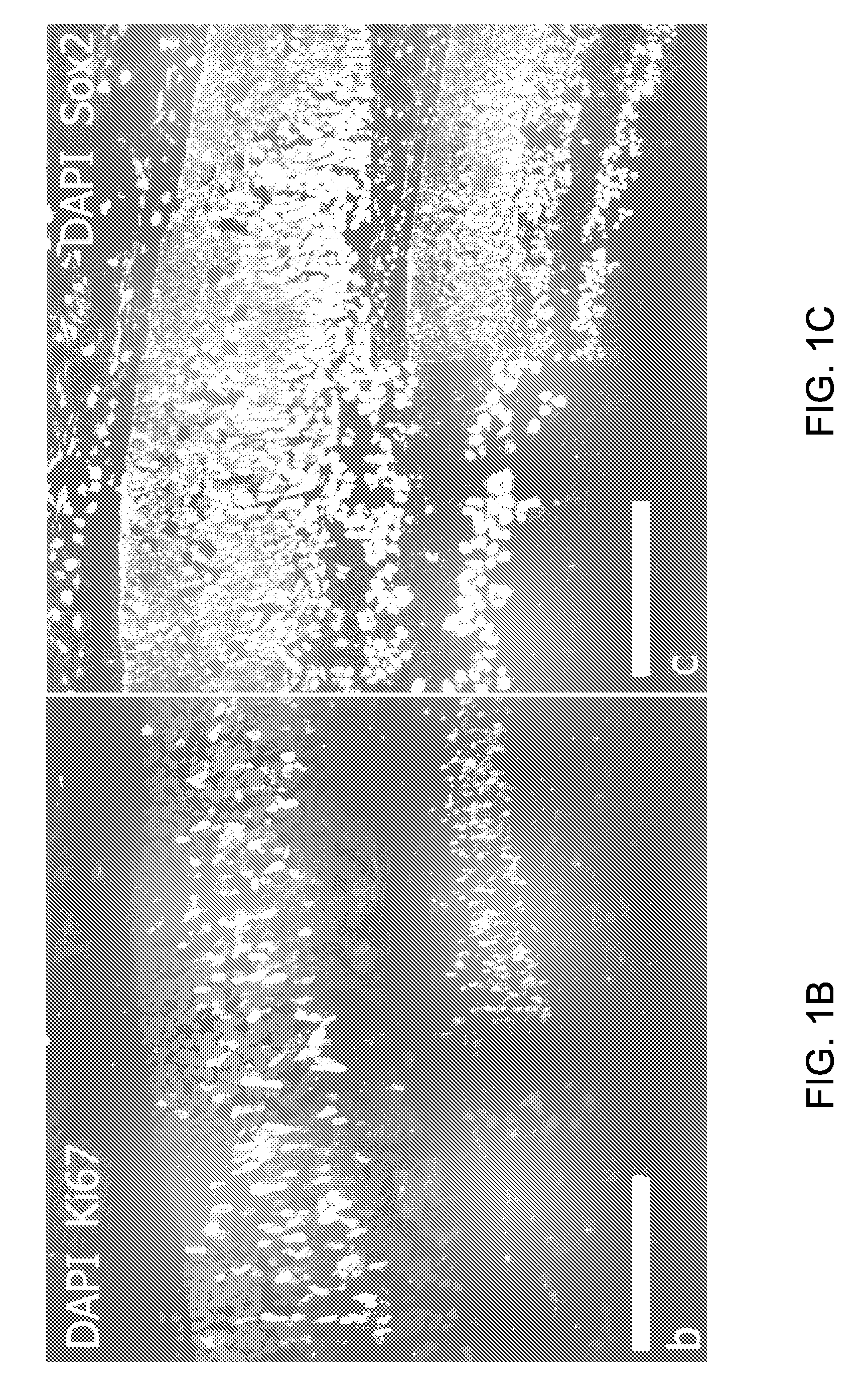 Low oxygen culture conditions for maintaining retinal progenitor cell multipotency