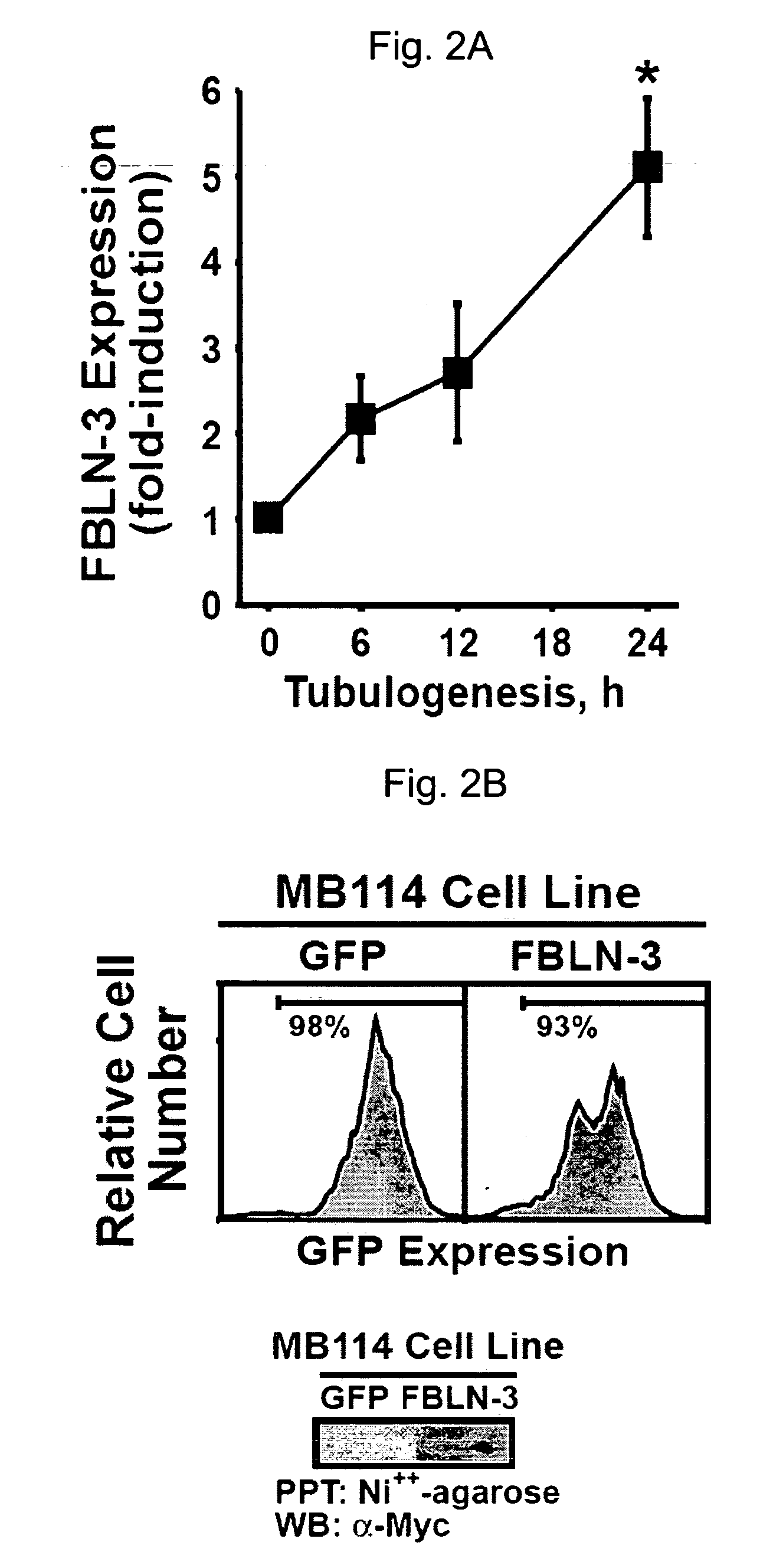 Fibulin-3 and uses thereof