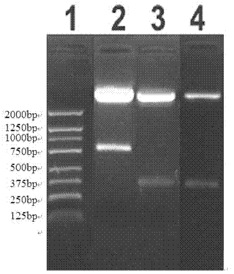 LAMP-oriented BAP31 vaccine vector capable of inducing immune response and application thereof