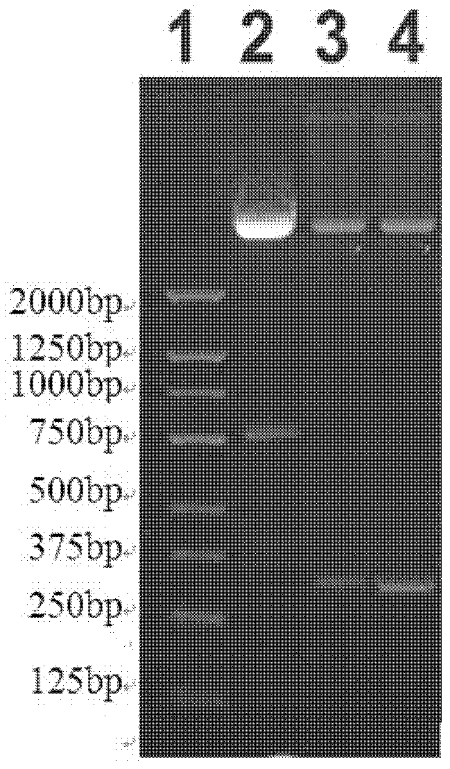 LAMP-oriented BAP31 vaccine vector capable of inducing immune response and application thereof