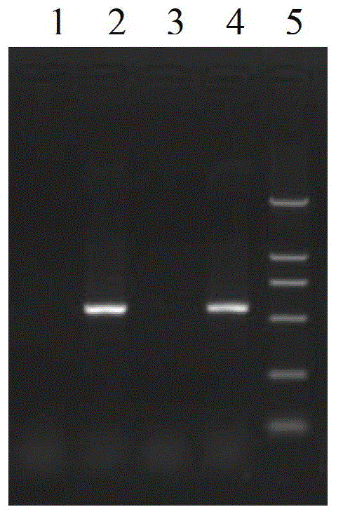 Luciferase labeling system of ectromelia virus and application of luciferase labeling system