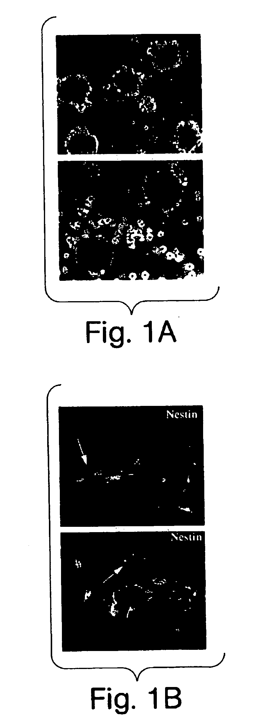 Multipotent stem cells from peripheral tissues and uses thereof