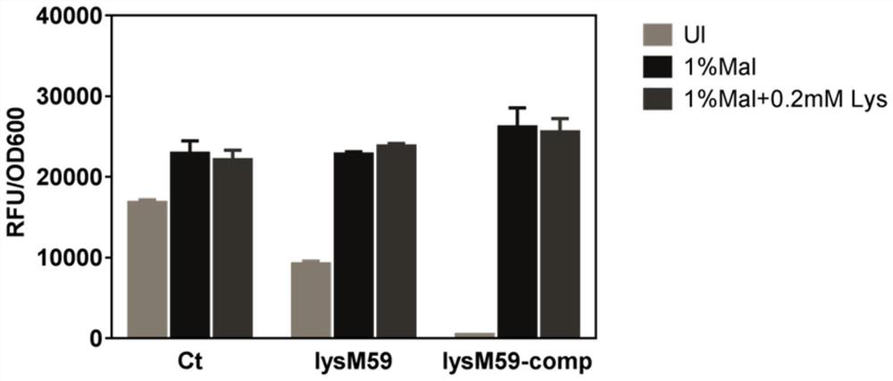 Optimized Maltose Promoter Mutants and Their Applications