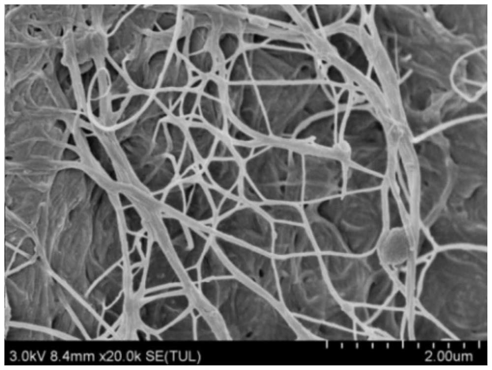 Metal element doped alkali metal ion battery negative electrode material and preparation method thereof