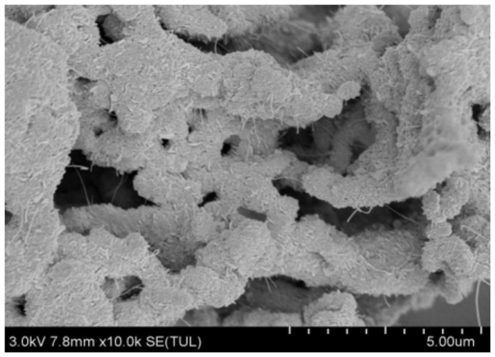 Metal element doped alkali metal ion battery negative electrode material and preparation method thereof