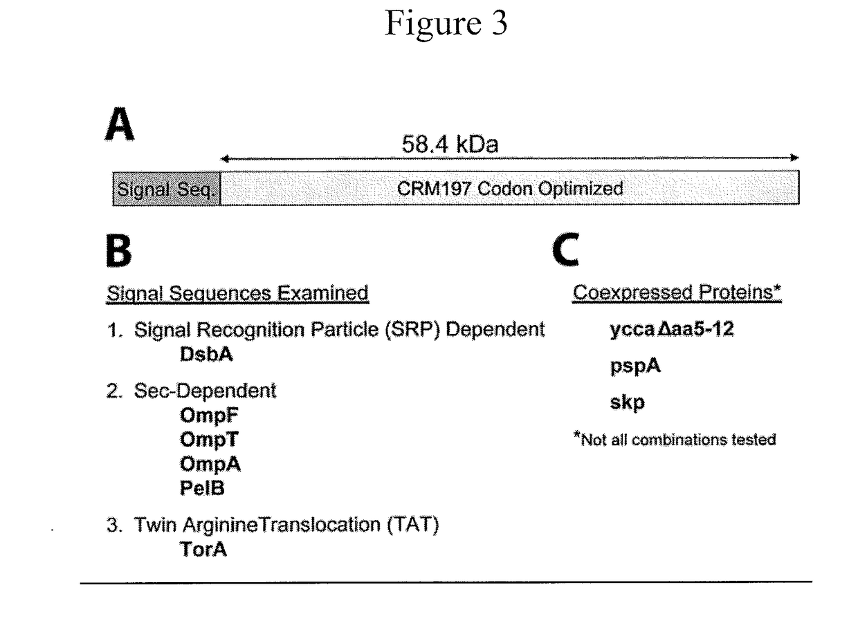 Enhanced Production of Recombinant CRM197 in E. coli