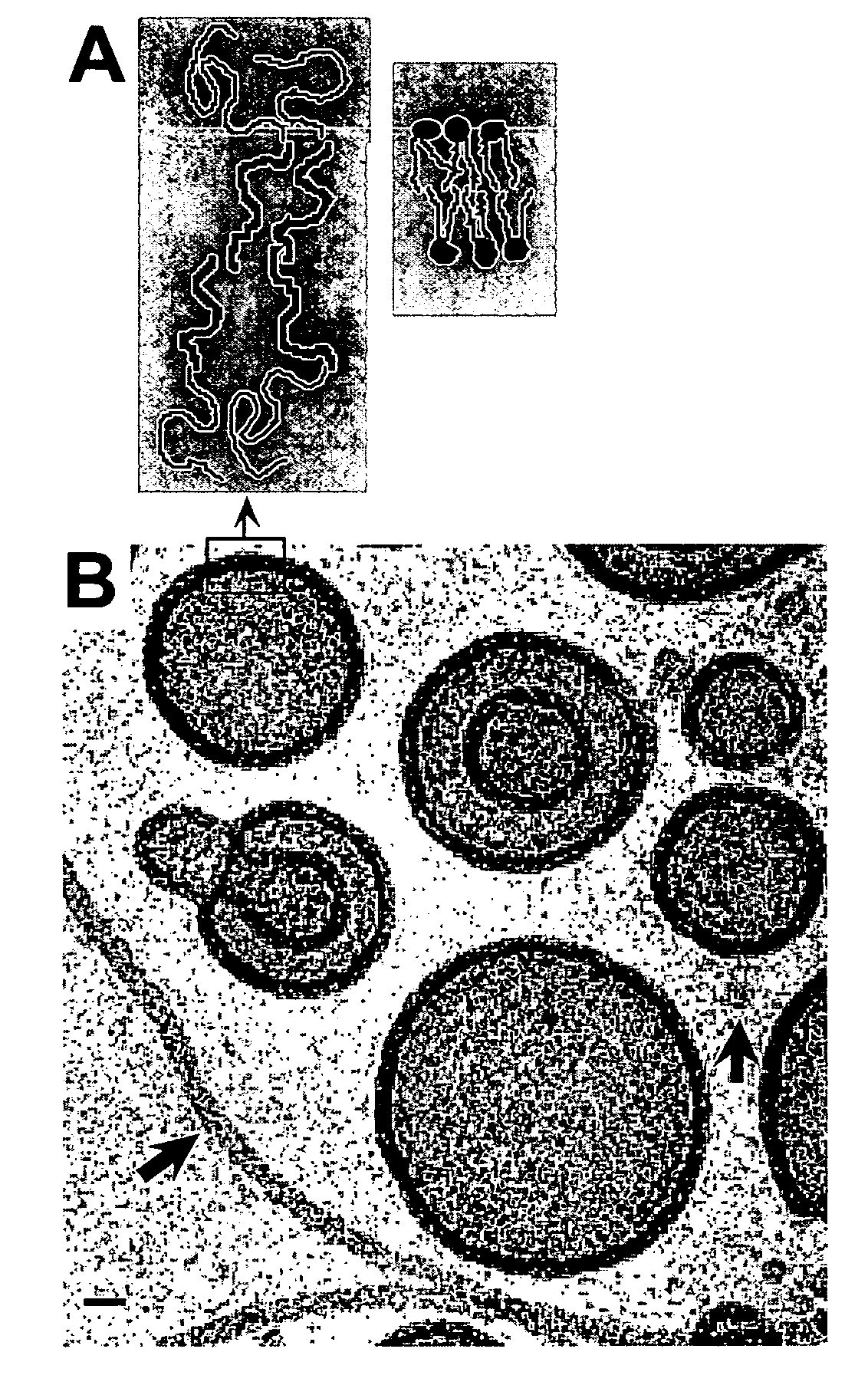 Polymersomes and related encapsulating membranes