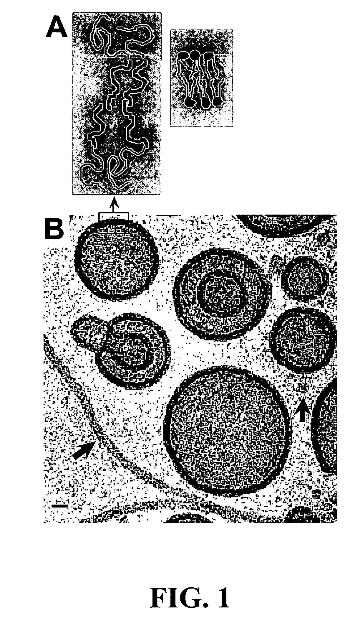 Polymersomes and related encapsulating membranes