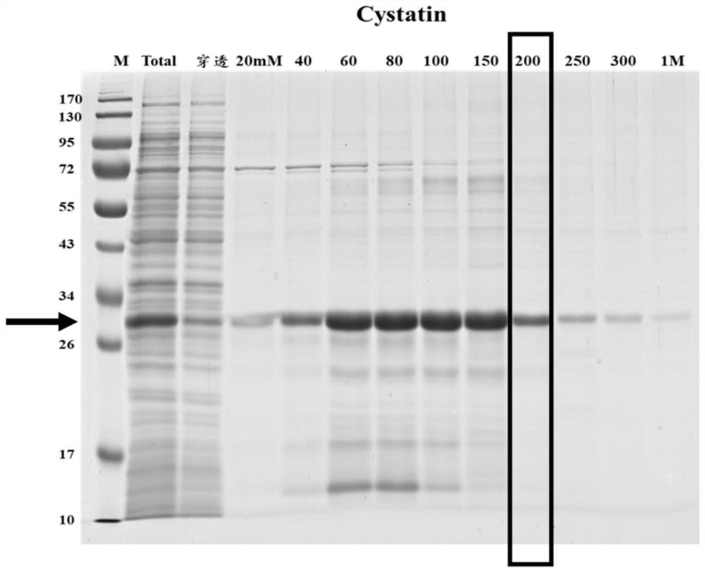Neoantigen Cystatin protein for echinococcosis