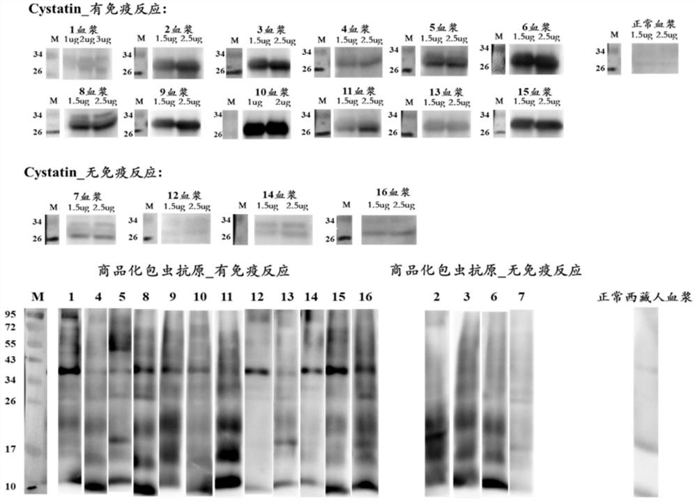 Neoantigen Cystatin protein for echinococcosis