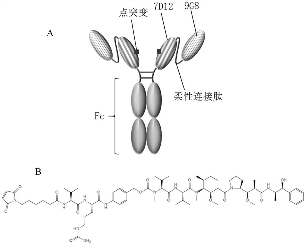 Antibody coupling medicine and application thereof