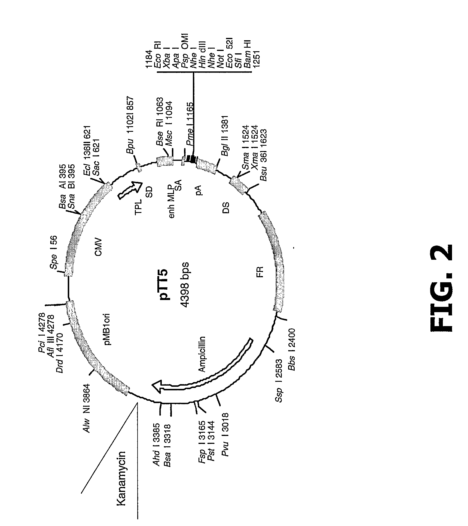 Compositions and Methods of Use for Mgd-Csf in Disease Treatment