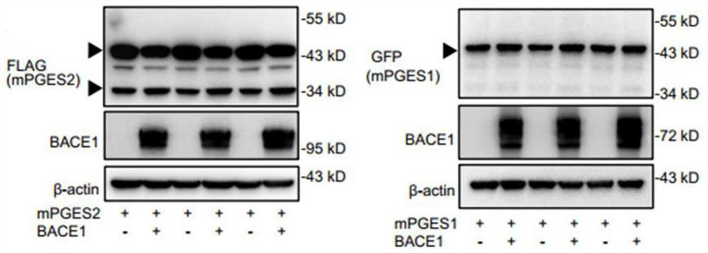 Application of CD4+T cell-derived BACE1, EP2 and EP4 as Alzheimer disease treatment target
