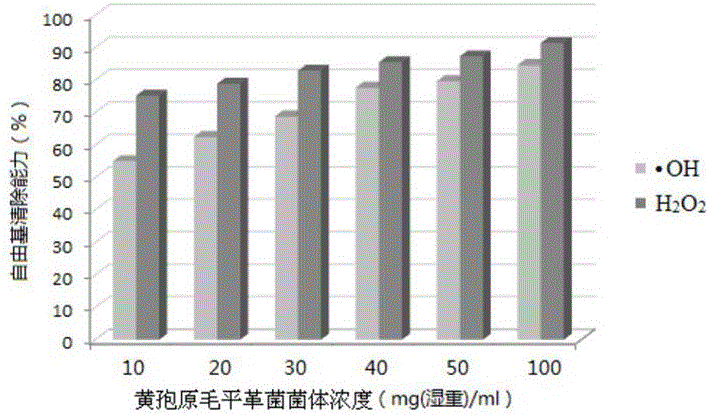 Antioxidant extract of Phanerochaete chrysosporium and preparation method thereof