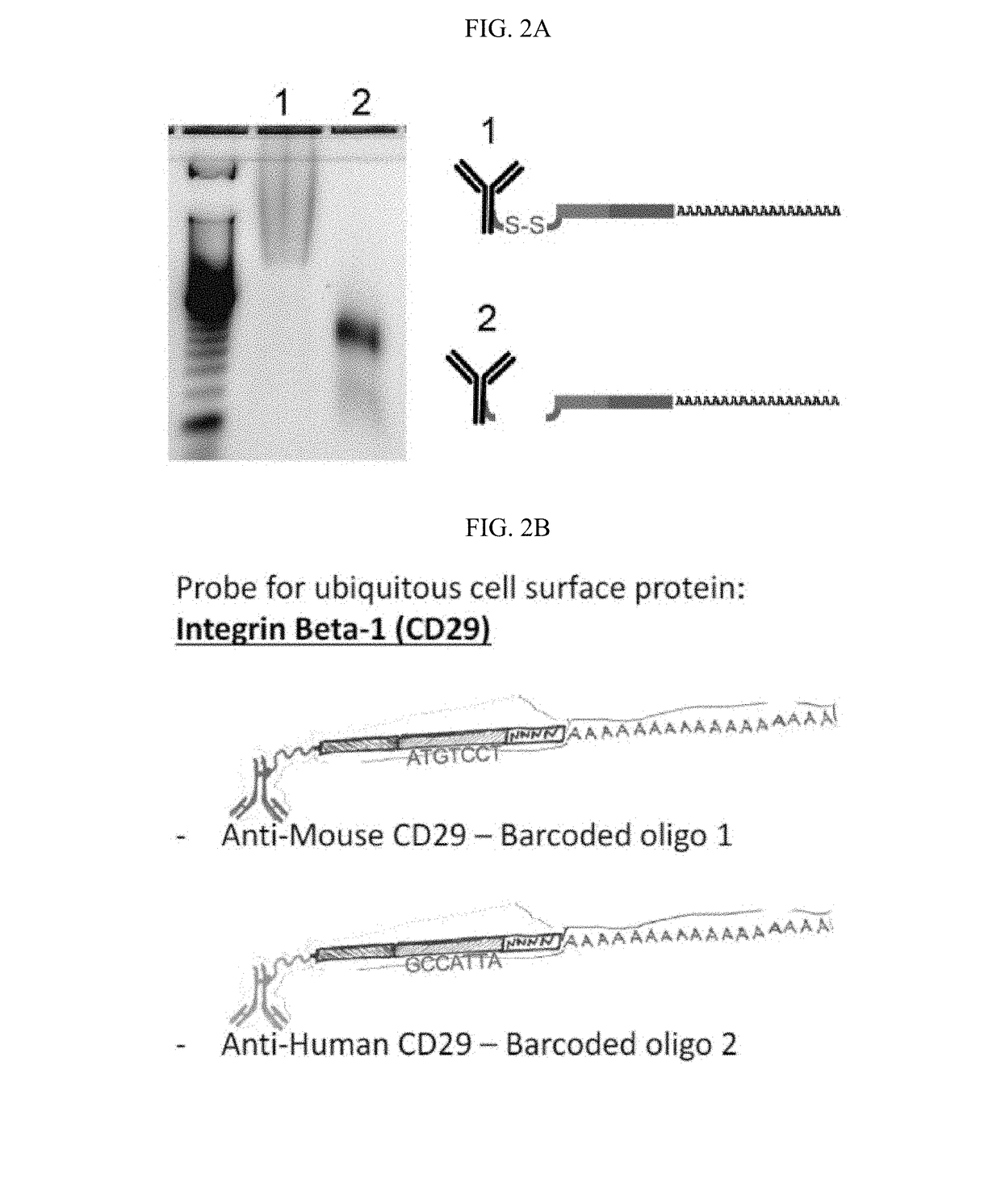 Methods and compositions for identifying or quantifying targets in a biological sample