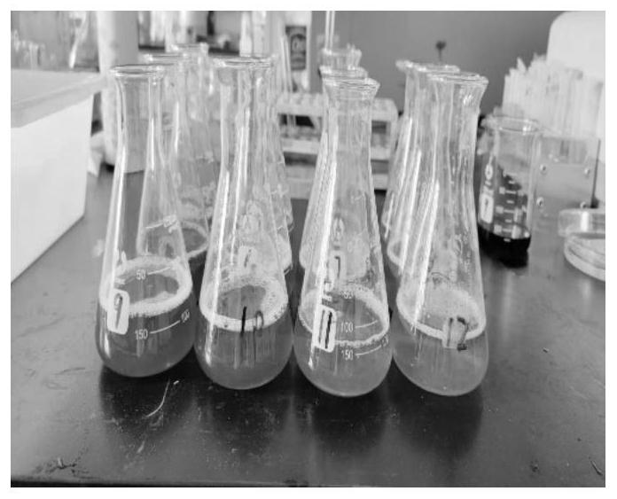 Pure natural spirulina polypeptide mask and preparation method thereof