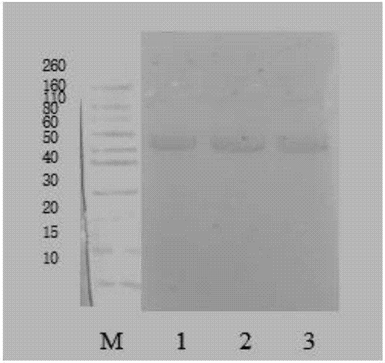 Cell strain of monoclonal antibodies of E2 protein resisting hog cholera virus and application thereof