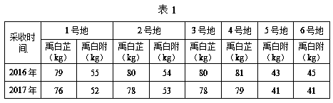 Radix angelicae dahuricae and rhizoma typhonii interplanting method