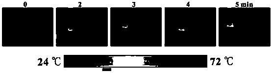 Preparation method and applications of polypyrrole functional nanoparticles stabilized with protein