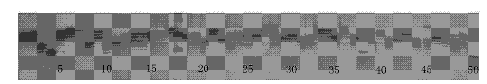 Method for constructing wheat SSR (single sequence repeat) fingerprint