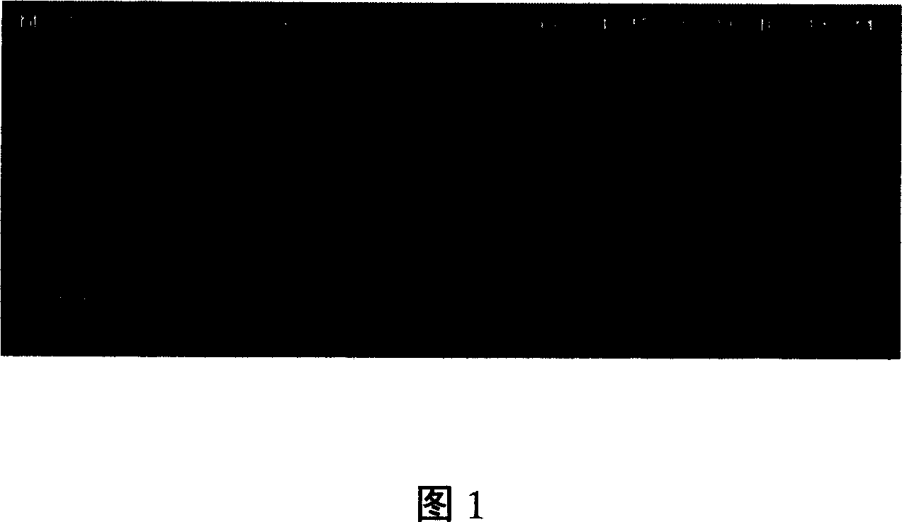 Non-embryo transgenic process for preparing transgenic cotton