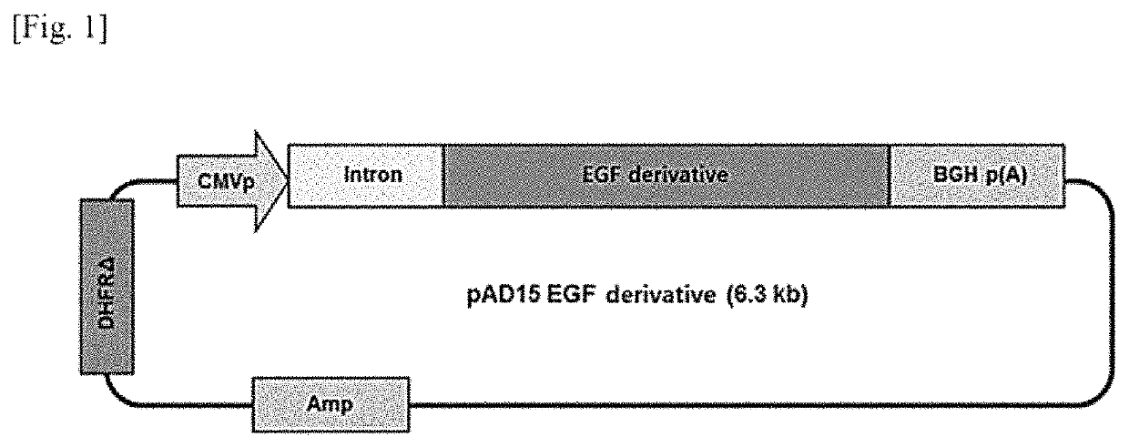Modified EGF protein, production method therefor, and use thereof