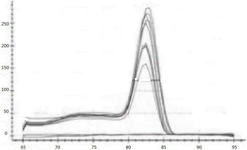 Antrodia cinnamomea housekeeping gene sequence, qRT-PCR (quantitative real-time polymerase chain reaction) amplification primer, amplification method and screening method