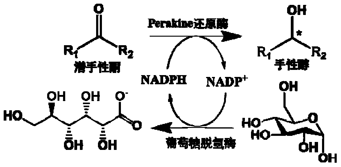A kind of method applying perakine reductase to synthesize chiral alcohol