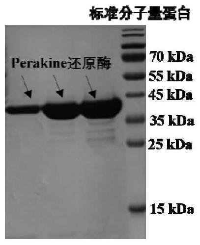 A kind of method applying perakine reductase to synthesize chiral alcohol
