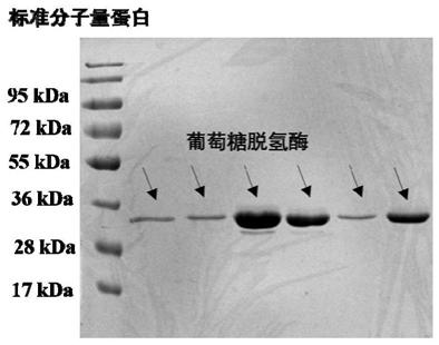 A kind of method applying perakine reductase to synthesize chiral alcohol