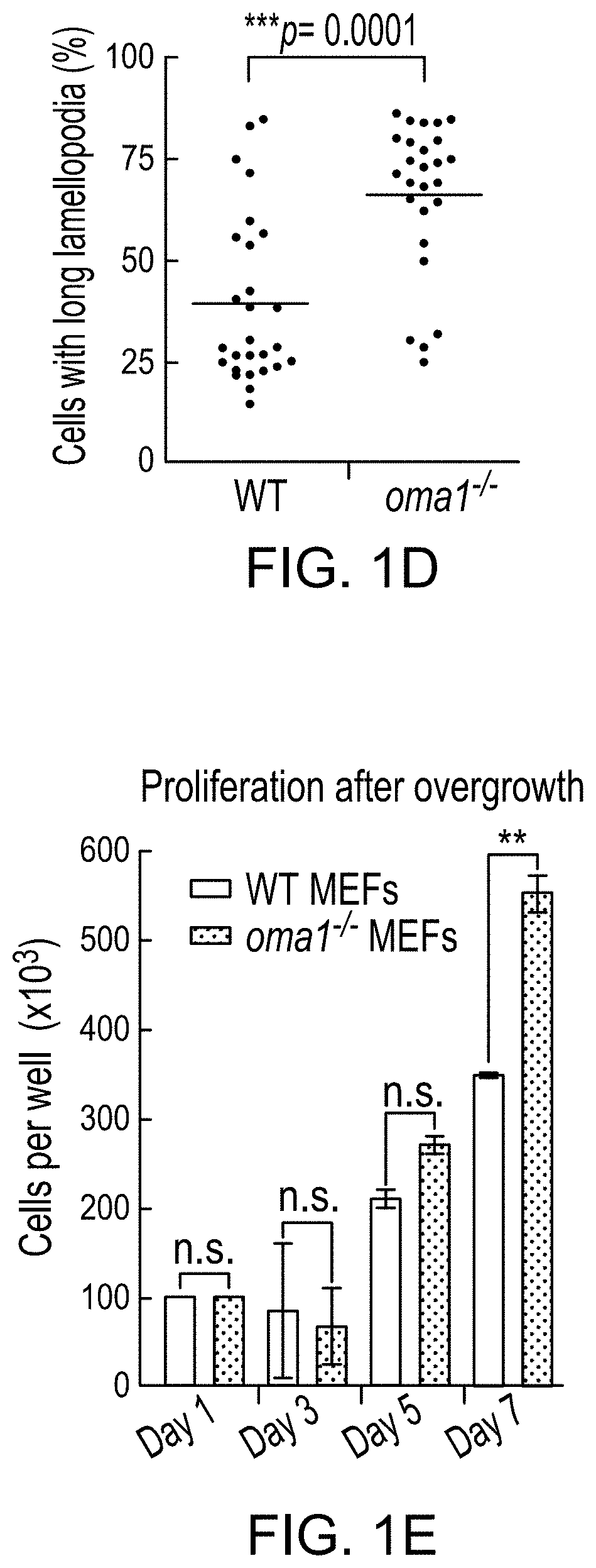 Mitochondrial protease oma1 as a marker for breast cancer