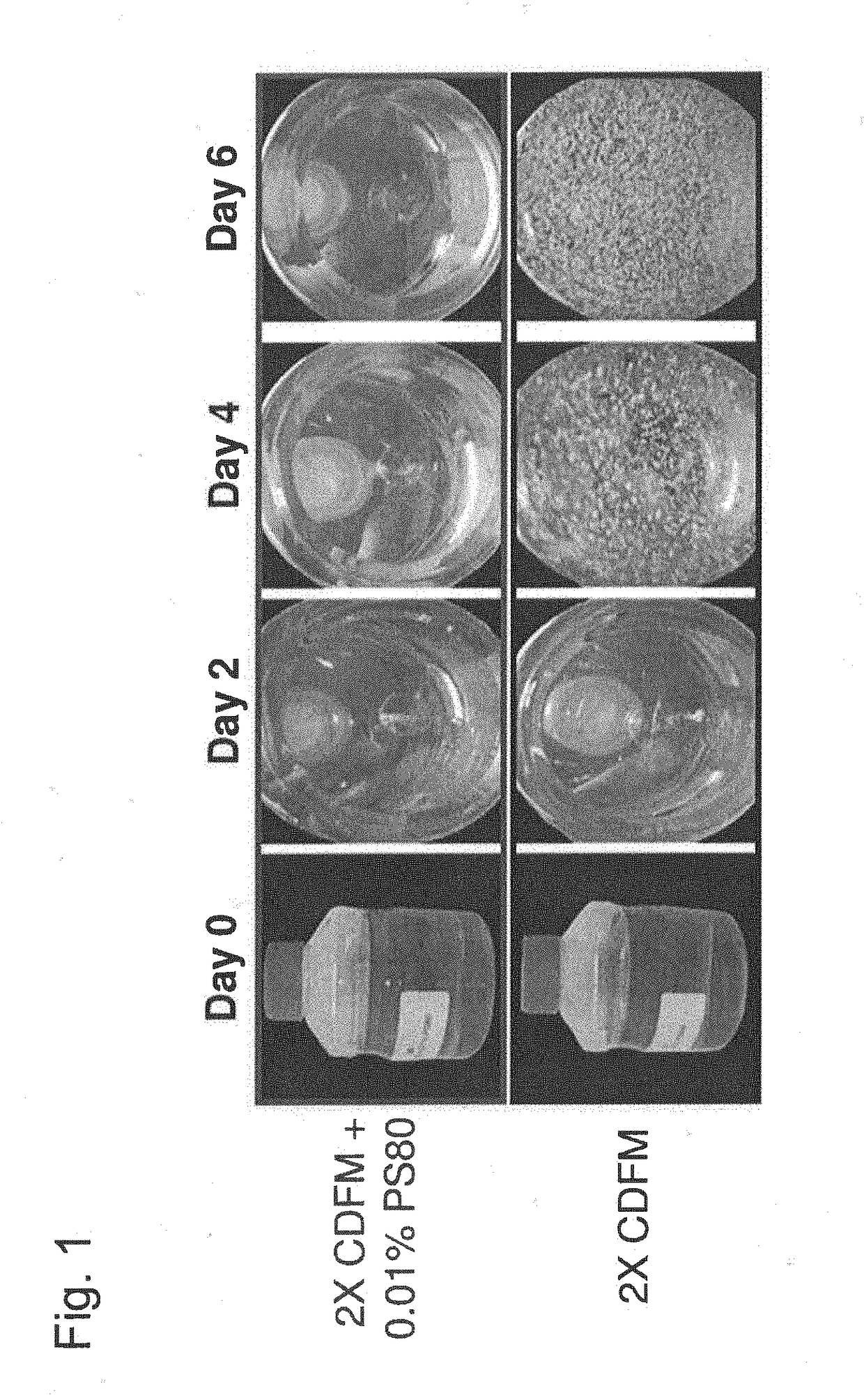 Mammalian cell culture performance through surfactant supplementation of feed media