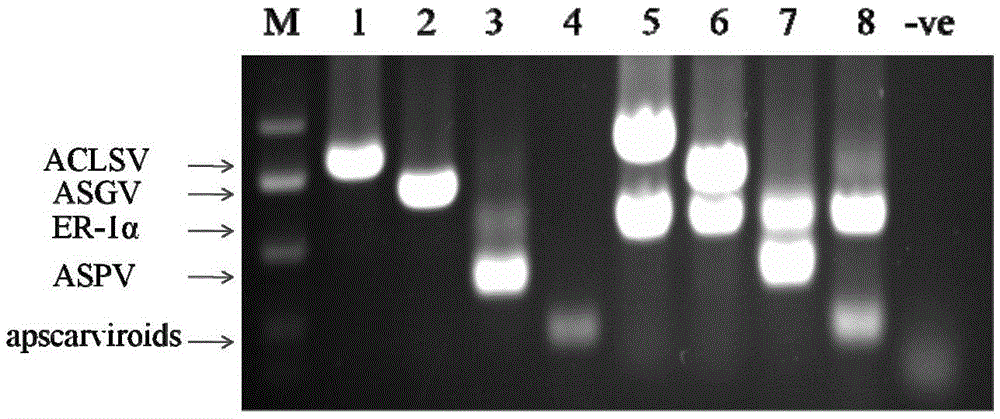 Multiplex RT-PCR Detection Method for Latent Viruses and Viroids in Apple