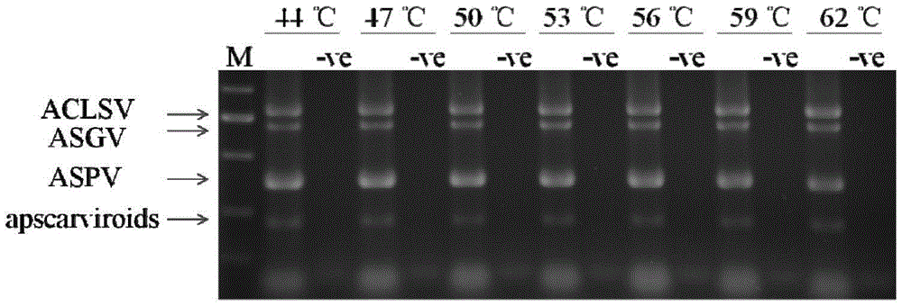 Multiplex RT-PCR Detection Method for Latent Viruses and Viroids in Apple