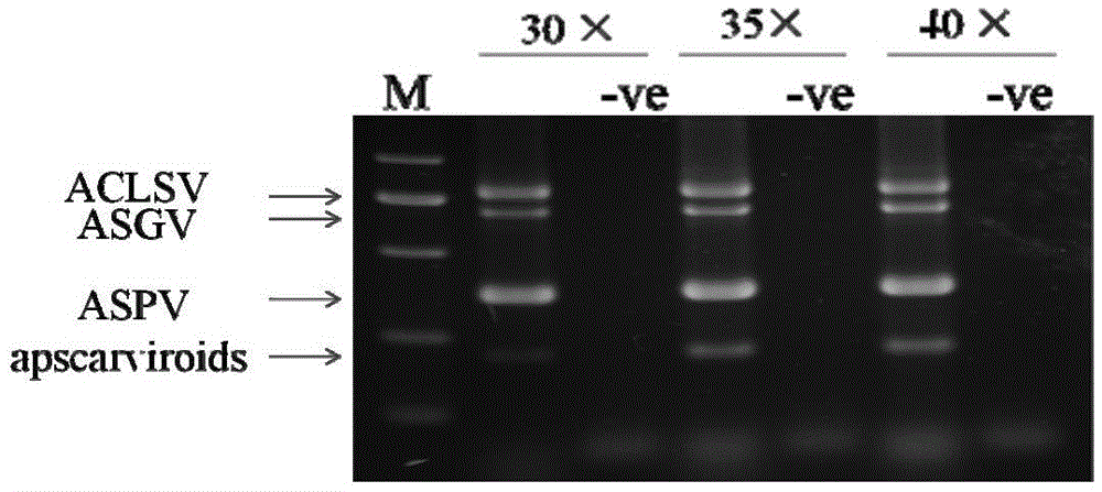 Multiplex RT-PCR Detection Method for Latent Viruses and Viroids in Apple