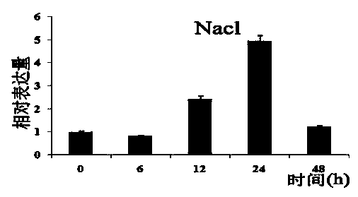 Peanut vitamin C synthesis related gene Ah PMM and application thereof