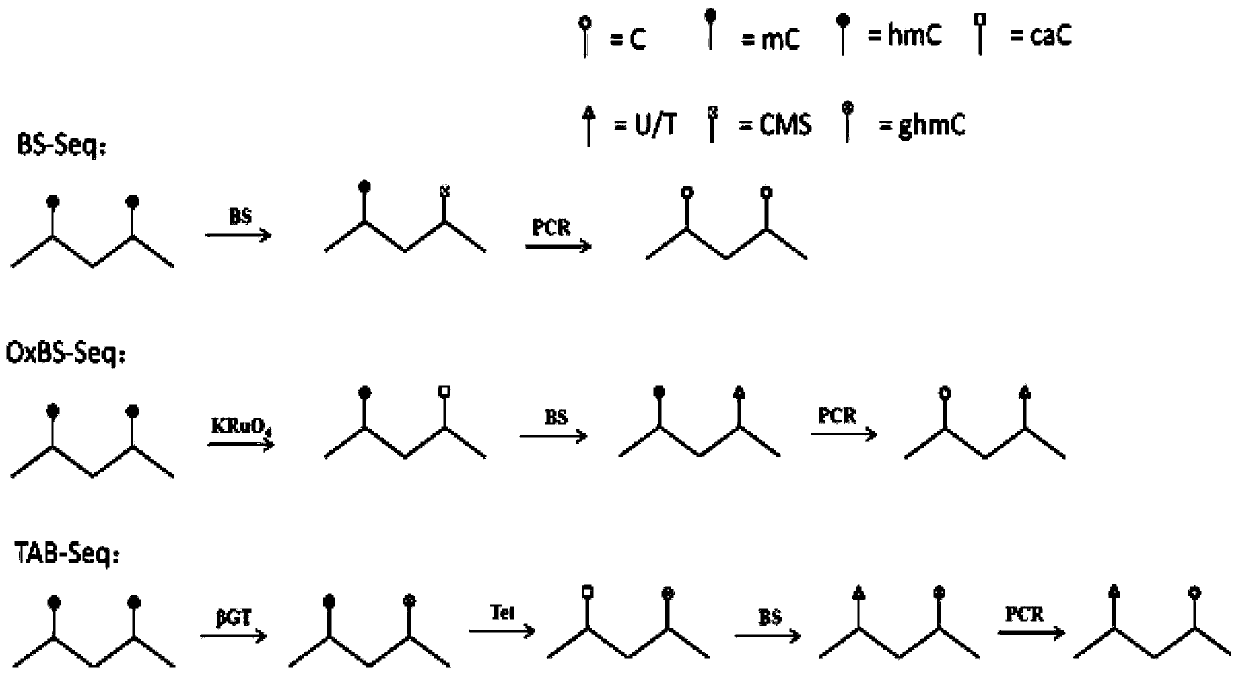 Method for differentiating 5-methylcytosine and 5-hydroxymethylcytosine in DNA