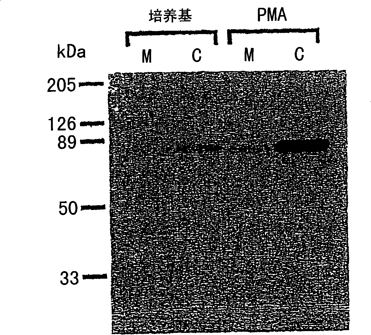 Methods for attenuating release of inflammatory mediators and peptides useful therein